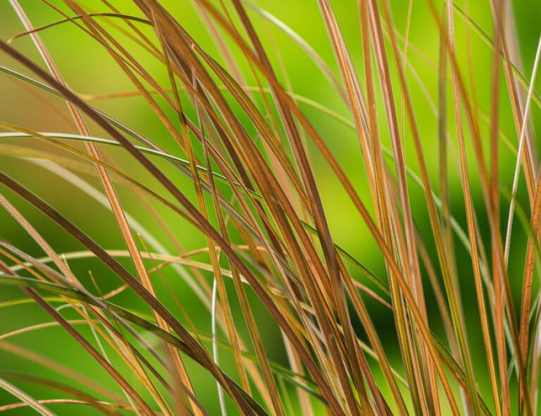 Carex tenuiculmis 'Cappucino'